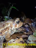 /home//u458753944/public_html/sourcegallery//McKaig Nature Center/2020-09-27/P9270718.JPG